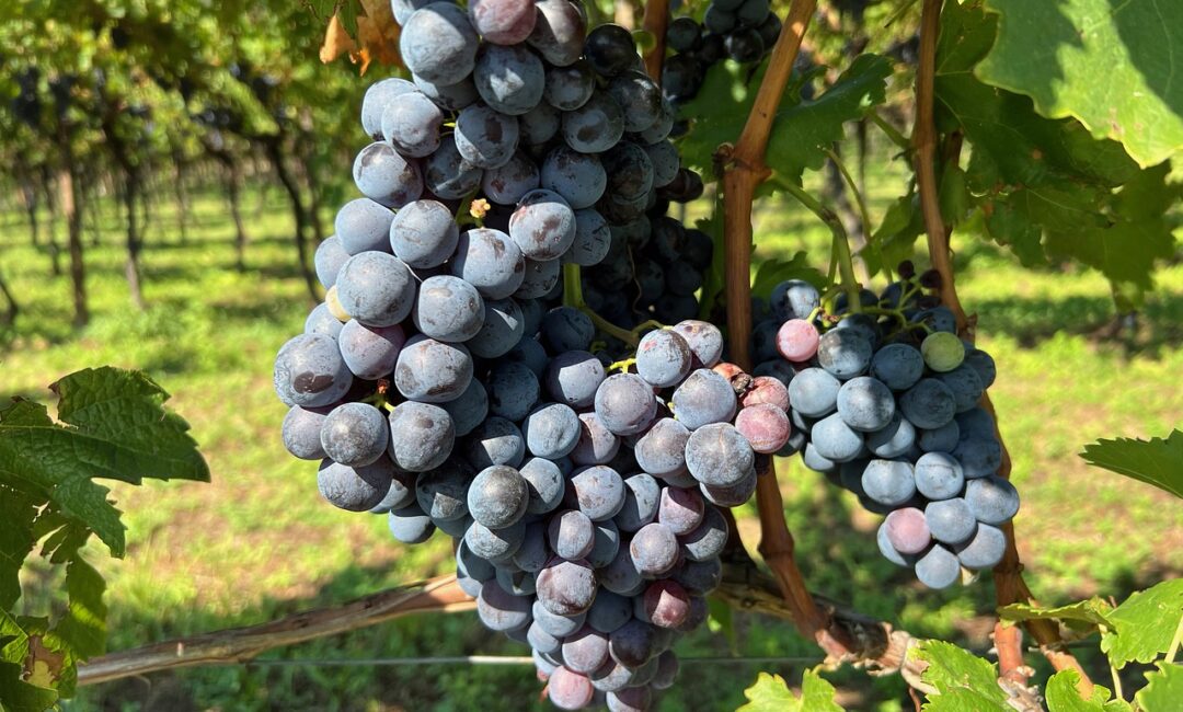 5_étapes_pour_faire_des_boutures_de_vigne_chez_vous