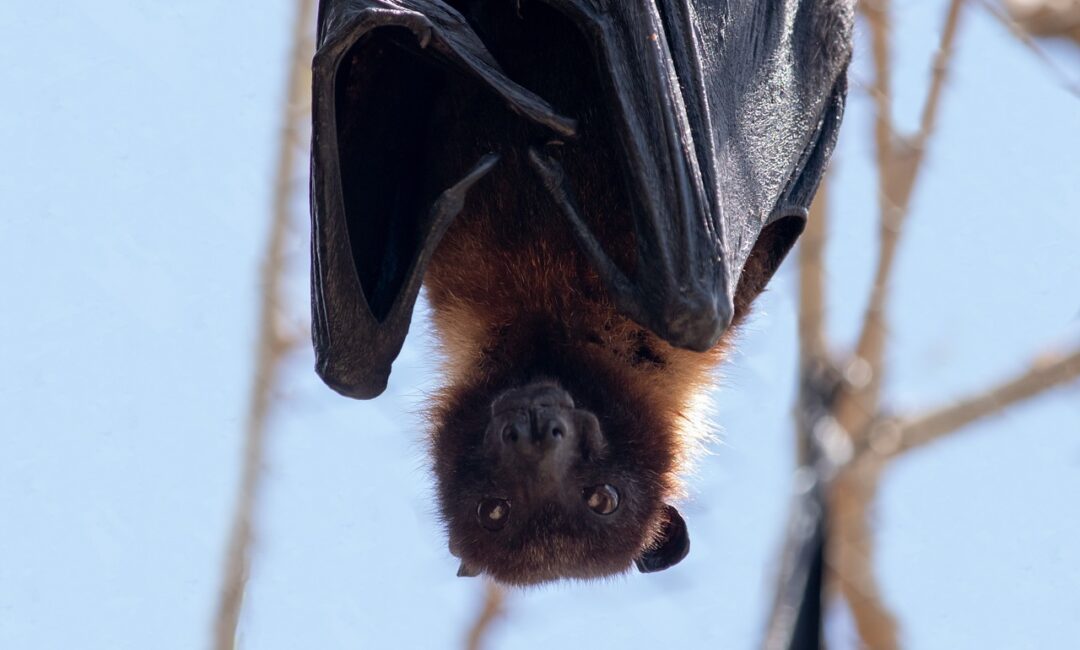 Comprendre_le_danger_des_chauves_souris_dans_nos_maisons